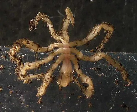 sea spider: any arthropod in the taxonomic class Pycnogonida
