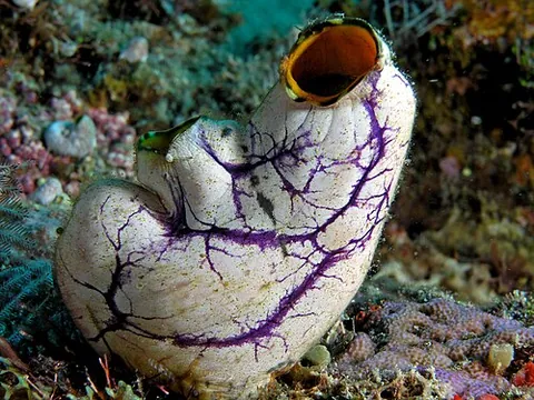 sea squirt: any sessile tunicate of the class Ascidiacea, which expels water from two openings when disturbed;...