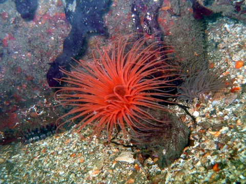 sea sun: a sea anemone of the species Pachycerianthus fimbriatus