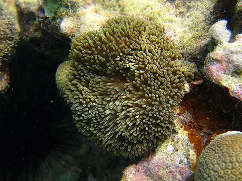 sea sunflower: a sea anemone of the species Stichodactyla helianthus