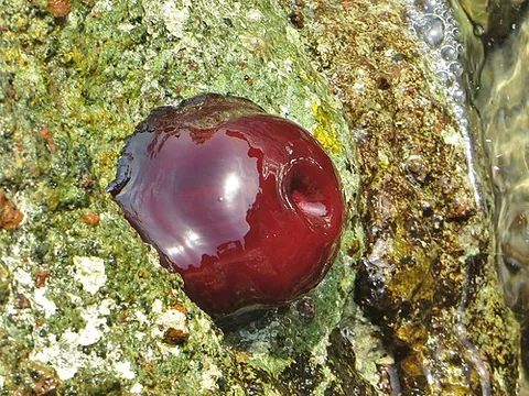 sea tomato: a sea anemone of the species Actinia mediterranea