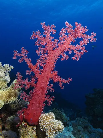 sea tree: a soft coral of the species Dendronephthya klunzingeri