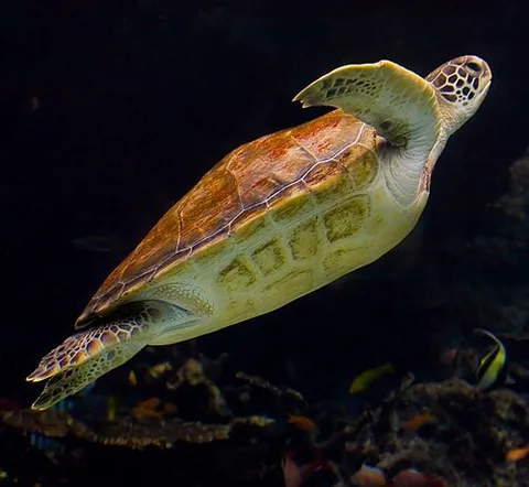 sea turtle: any turtle that inhabits oceans, especially of the superfamily Chelonioidea