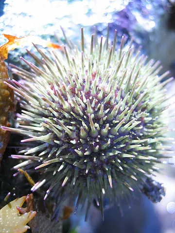 sea urchin: any of many marine echinoderms, of the class Echinoidea, commonly found in shallow water, having a...