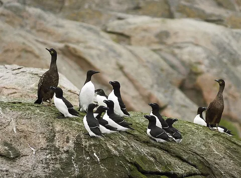 seabird: any bird that spends most of its time in coastal waters or over the oceans