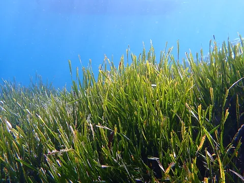 seagrass: any of various grass-like marine plants that grow underwater in salt water