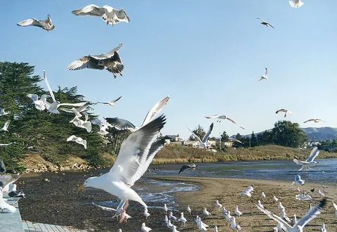 seagull: any of several white, often dark-backed birds of the family Laridae having long, pointed wings and...