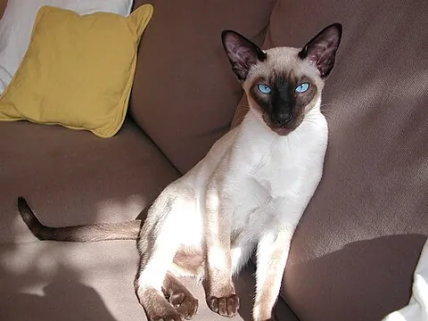 seal point: a dark brown area of fur on the ears, face, legs, and tail of a Siamese cat