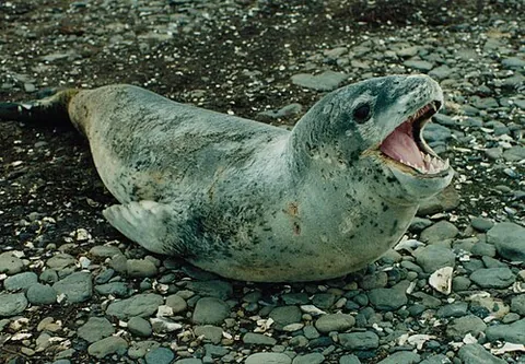 seal: a pinniped (Pinnipedia), particularly an earless seal (true seal) or eared seal