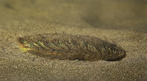 seamouse: polychaete worm of genus Aphrodita, especially (Aphrodita aculeata), found in the North Atlantic...
