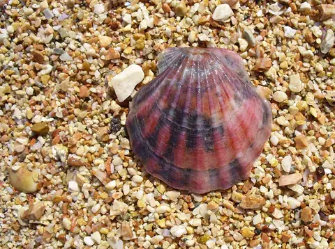seashell: the empty shell of a marine mollusk