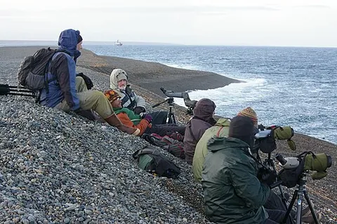 seawatching: a type of birdwatching where participants observe seabirds from a fixed point on the mainland
