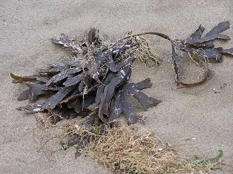 seaweed: any of numerous marine algae, such as a kelp