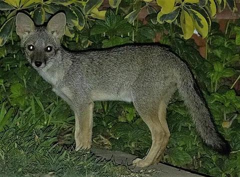 sechuran fox: lycalopex sechurae, a South American fox