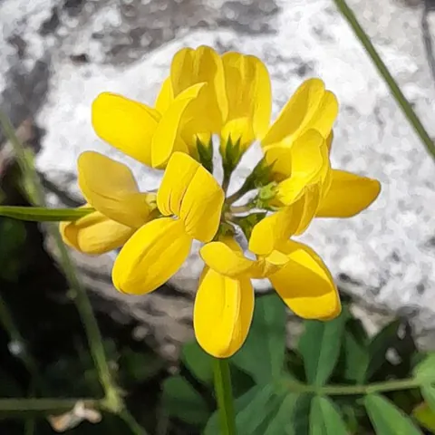 securigera: any leguminous flowering plant of the genus Securigera, known vernacularly alongside members of the...