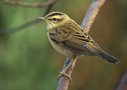 sedge warbler: a small European warbler, Acrocephalus schoenobaenus, family Acrocephalidae, that winters in...