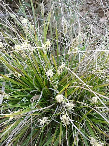 sedge: any plant of the family Cyperaceae