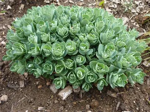 sedum: any of various succulent plants, of the genus Sedum, native to temperate zones; the stonecrop
