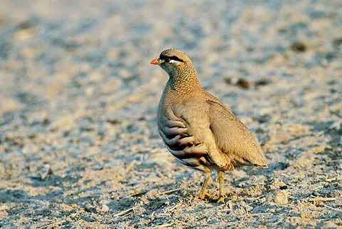 see-see partridge: a bird in the Phasianidae family, of species Ammoperdix griseogularis