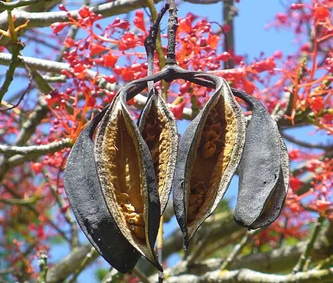 seed pod: a pouch-like form which encloses a plant's seeds