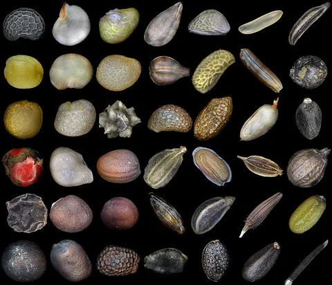 seed: any propagative portion of a plant which may be sown, such as true seeds, seed-like fruits, tubers,...