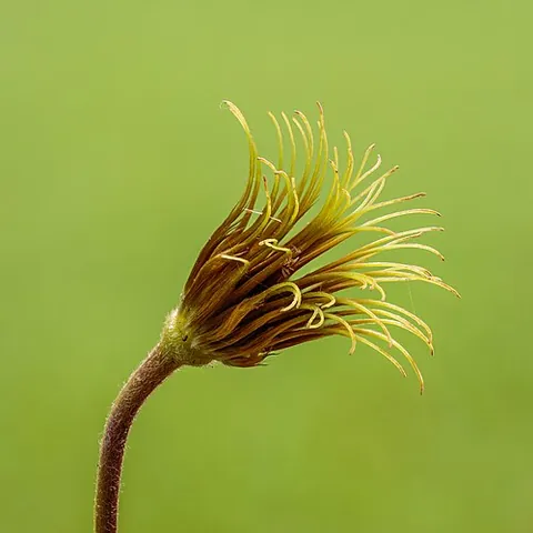 seedhead: a part of certain plants that bears the seeds after flowering, as in the dandelion