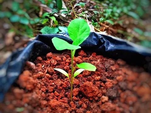 seedling: a young plant grown from seed