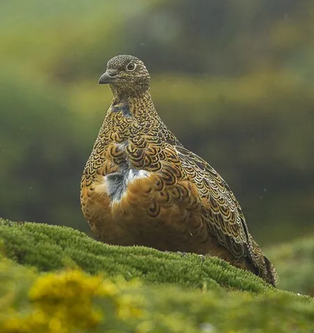 seedsnipe: any of four species of herbivorous wading birds in the family Thinocoridae, endemic to South America