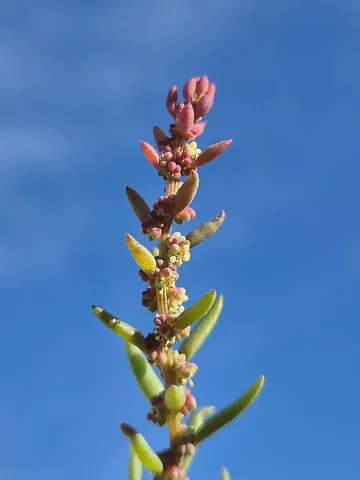 seepweed: any of various plants in the genus Suaeda; sea blite