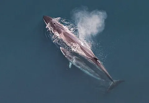 sei whale: a whale of the rorqual family (Balaenoptera borealis)