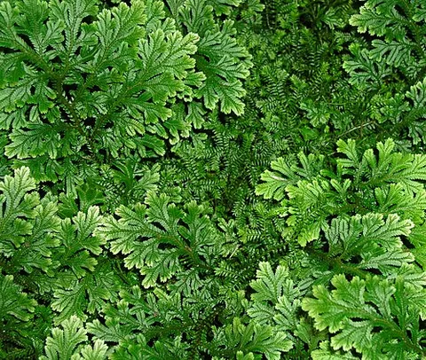 selaginella: any of a group of ferny plants of the genus Selaginella, spike moss