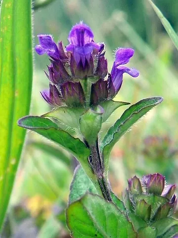 selfheal: a small, herbaceous European plant with blue-violet flowers from any species of genus Prunella