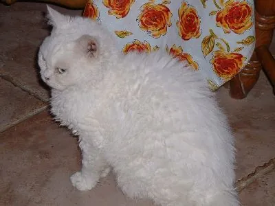 selkirk rex: a domestic cat of a breed with highly curled hair