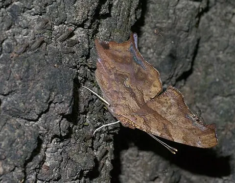 semicolon butterfly: a kind of butterfly, Polygonia interrogationis, with a silver mark on its underside resembling a...
