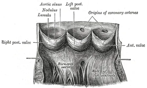 semilunar valve: either of the two crescent-shaped valves in the heart that prevent backflow from the arteries into...