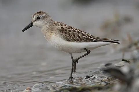 semipalmated sandpiper: a type of sandpiper, (Calidris pusilla)