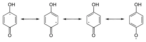 semiquinone: an intermediate free radical generated in the conversion of quinones to/from hydroquinones