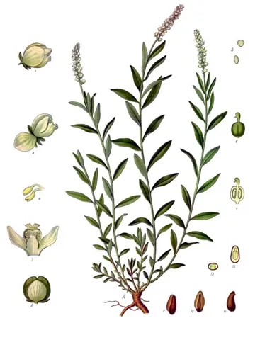 seneca root: a plant of the species Polygala senega