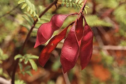 senegalia: any leguminous plant of the genus Senegalia, closely related to acacias, found across the Southern...