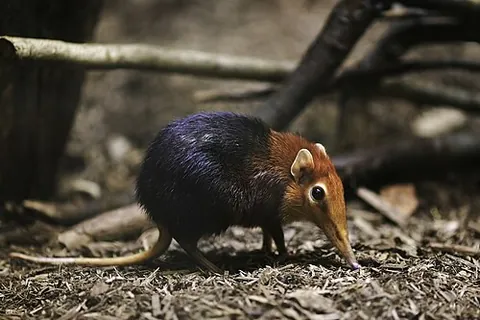 sengi: any of several small, insectivorous long-nosed mammals, of the family Macroscelididae within the...