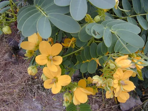 senna: any of several plants of the tribe Cassieae, especially those of the genera Cassia and Senna, whose...