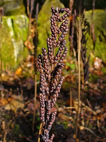 sensitive fern: onoclea sensibilis, a coarse-textured, medium to large-sized deciduous perennial fern