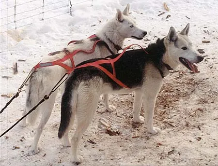 seppala siberian sleddog: a rare working dog breed, developed for the purpose of pulling a sled in cold climates
