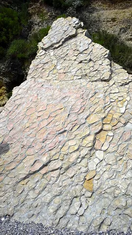 septarium: a flattened concretionary nodule, usually of limestone, intersected within by cracks which are...