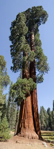 sequoia: sequoiadendron giganteum, a coniferous evergreen tree formerly in the genus Sequoia, now placed in...