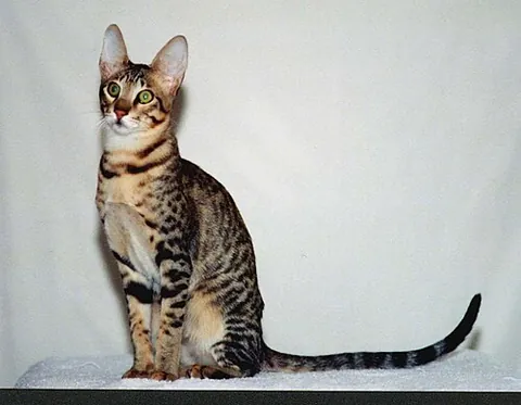 serengeti cat: a domestic cat breed
