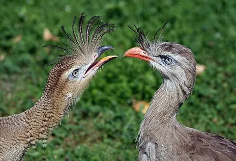 seriema: either of two species of bird in the family Cariamidae within the order Cariamiformes, endemic to...