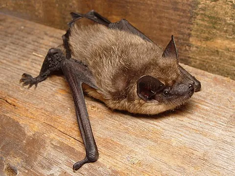 serotine: any of the genus Eptesicus of several small bats