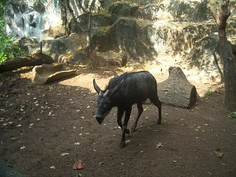 serow: any of several species of Asian ungulates of the genus Capricornis
