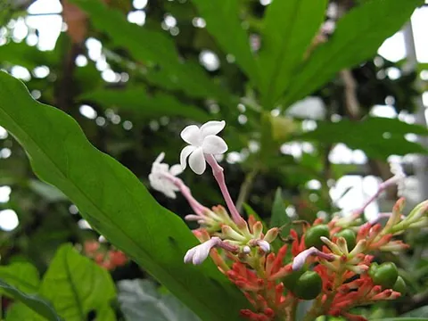 serpentwood: a tree of species Rauwolfia serpentina or its extracts, an important ingredient in Indian...